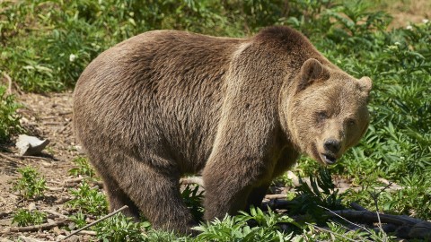 Il Cai preoccupato per gli orsi invoca, senza accorgersi, la rimozione