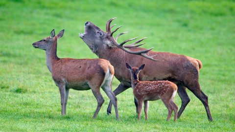 Il Parco dello Stelvio abbatter un terzo dei cervi