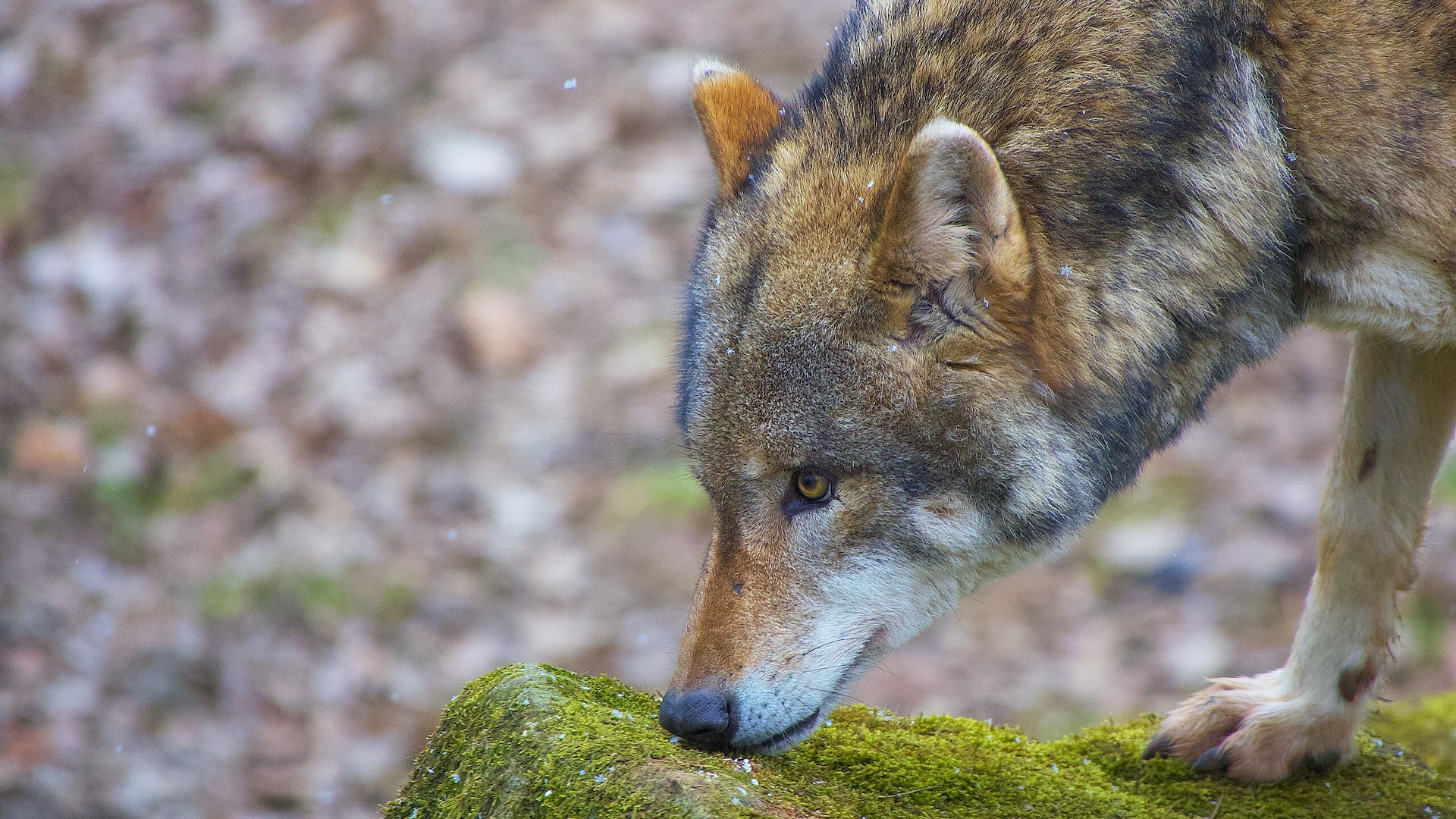 Il calo delle predazioni non mostra una correlazione diretta con il numero di lupi rimossi