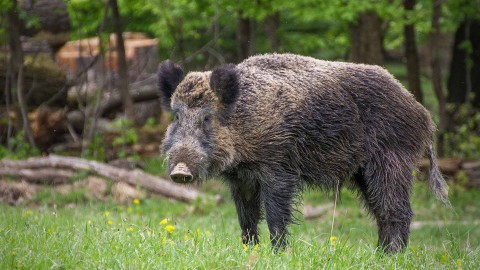 Primo caso di peste suina in Emilia Romagna