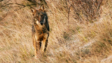 Lupo, cronaca di una presenza che fa cronaca