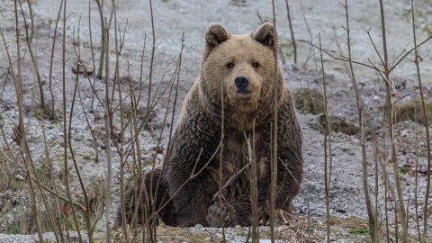 In Trentino pronta la legge per abbattere gli orsi