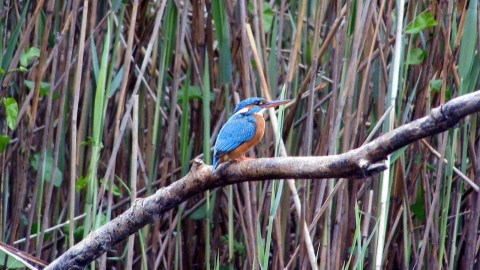 La giornata mondiale della fauna selvatica celebra anche la caccia