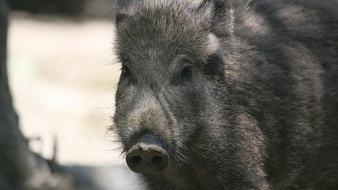 Peste suina africana, tre sub commissari per un cambio di approccio