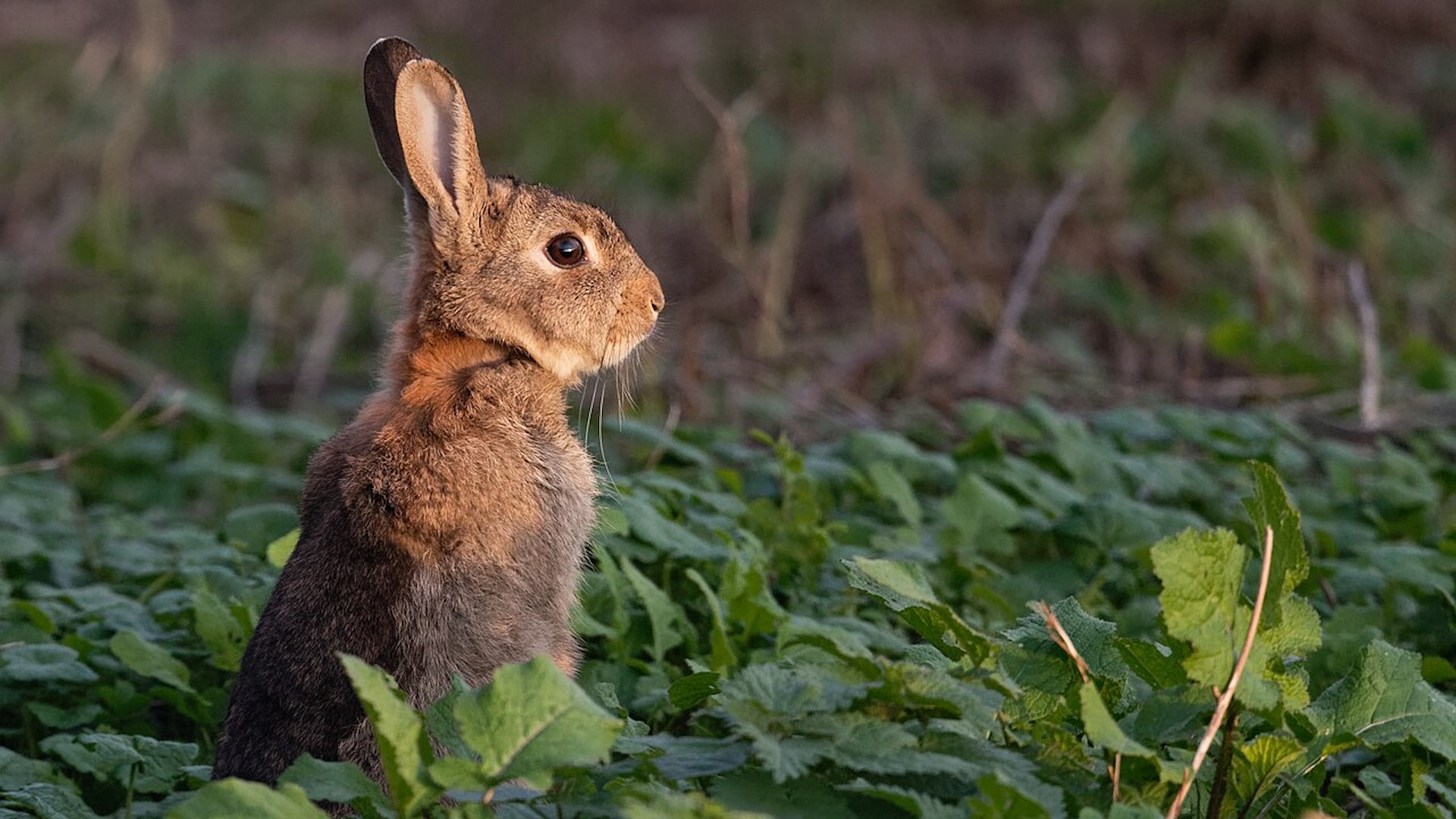 La mixomatosi  una malattia che colpisce frequentemente i conigli selvatici