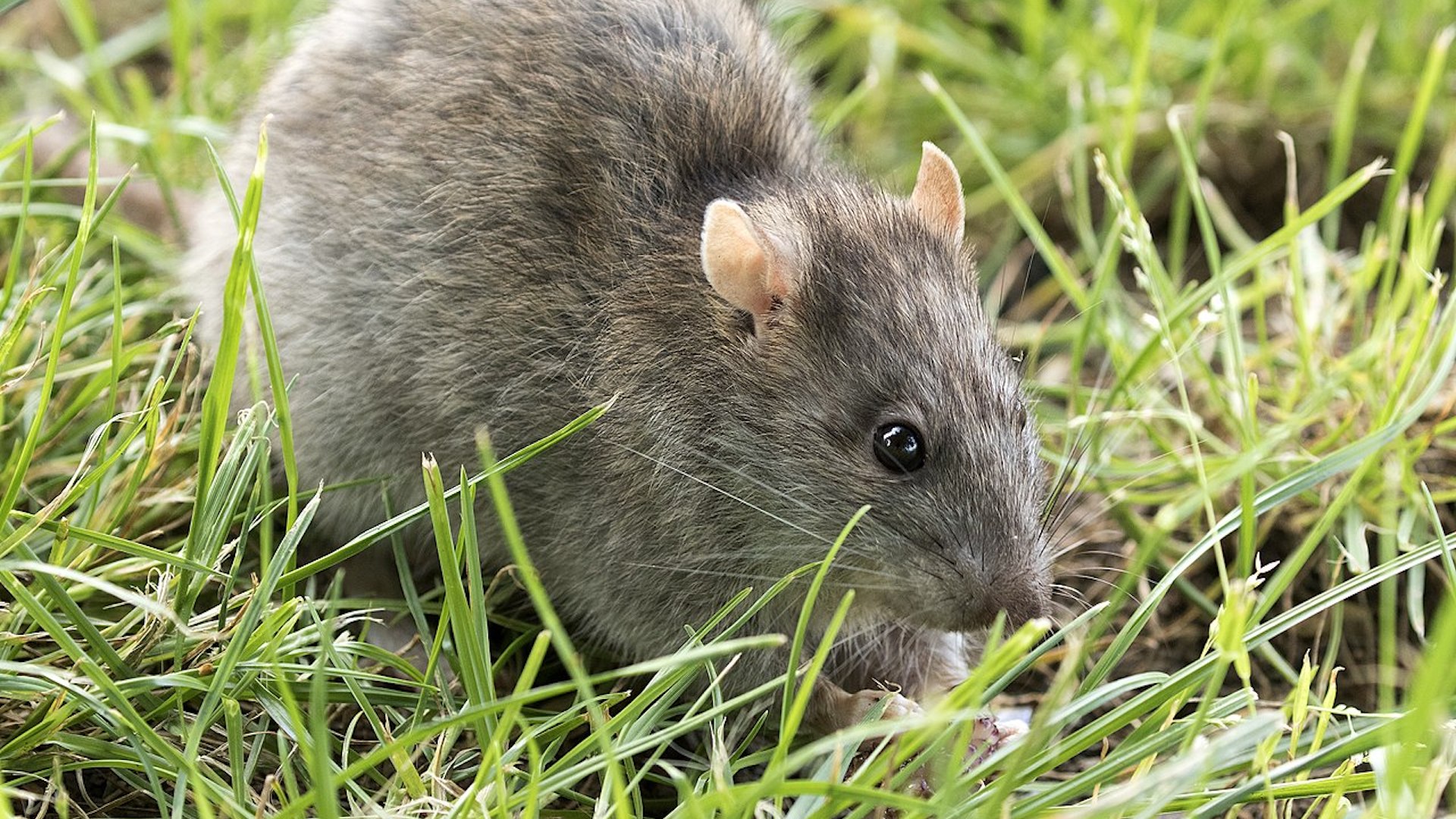 La 157 escude topi, ratti, talpe, arvicole e nutrie dalla fauna protetta