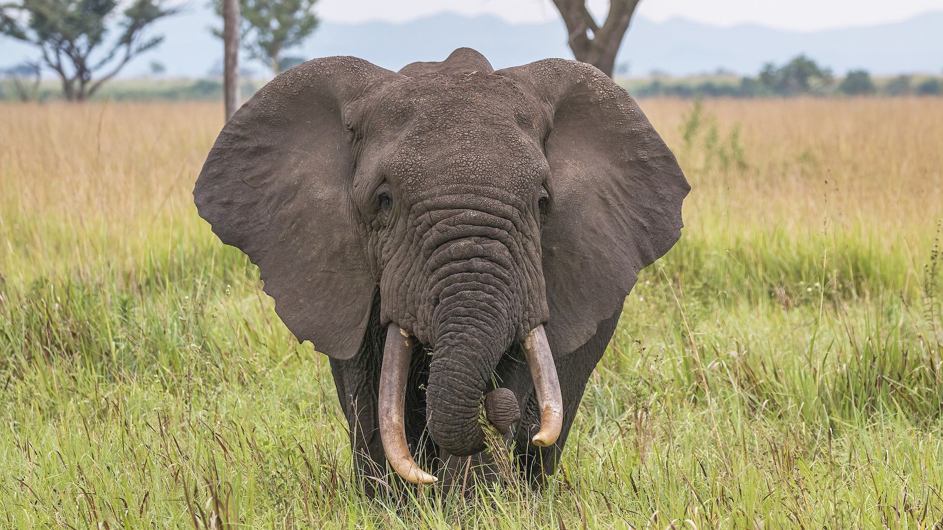 Il Botswana ospita un terzo degli elefanti africani