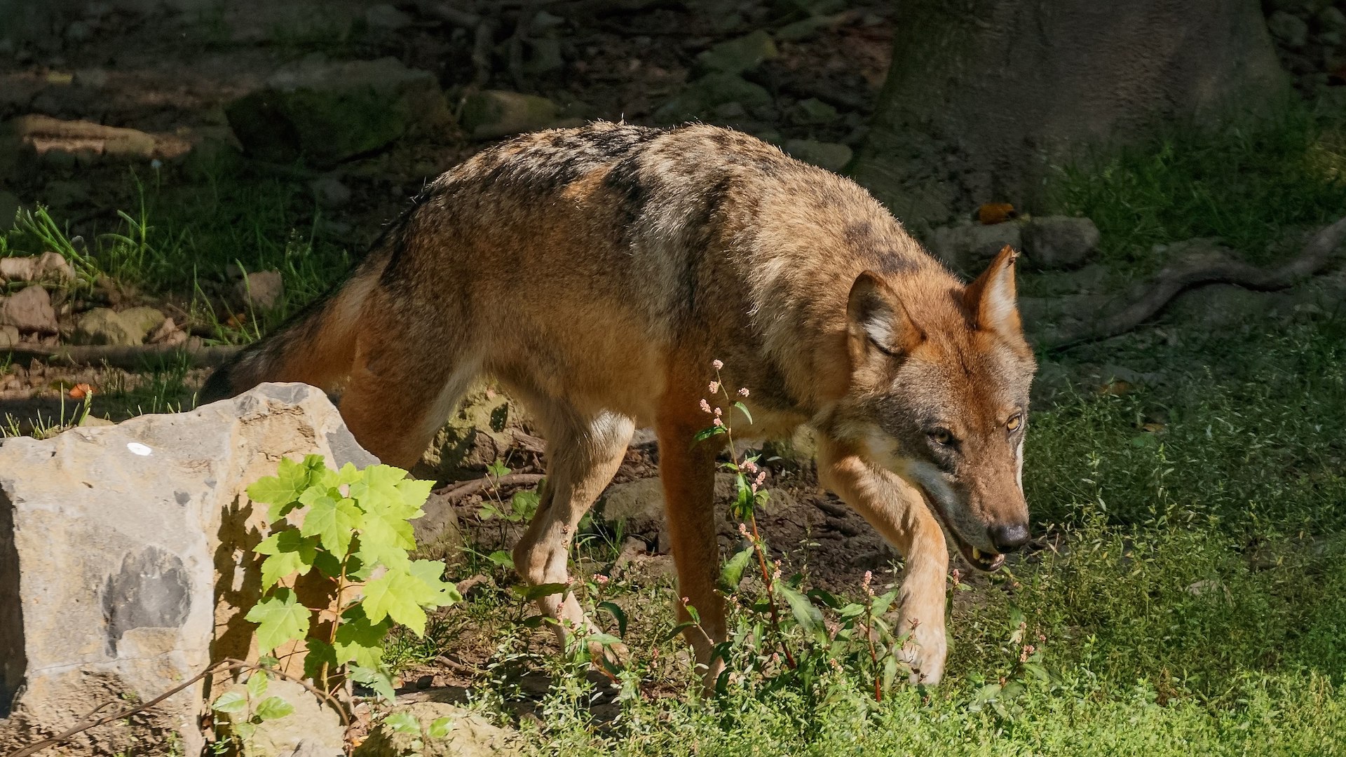 L'Alta Provenza ospita una delle pi importanti popolazioni di lupo della Francia