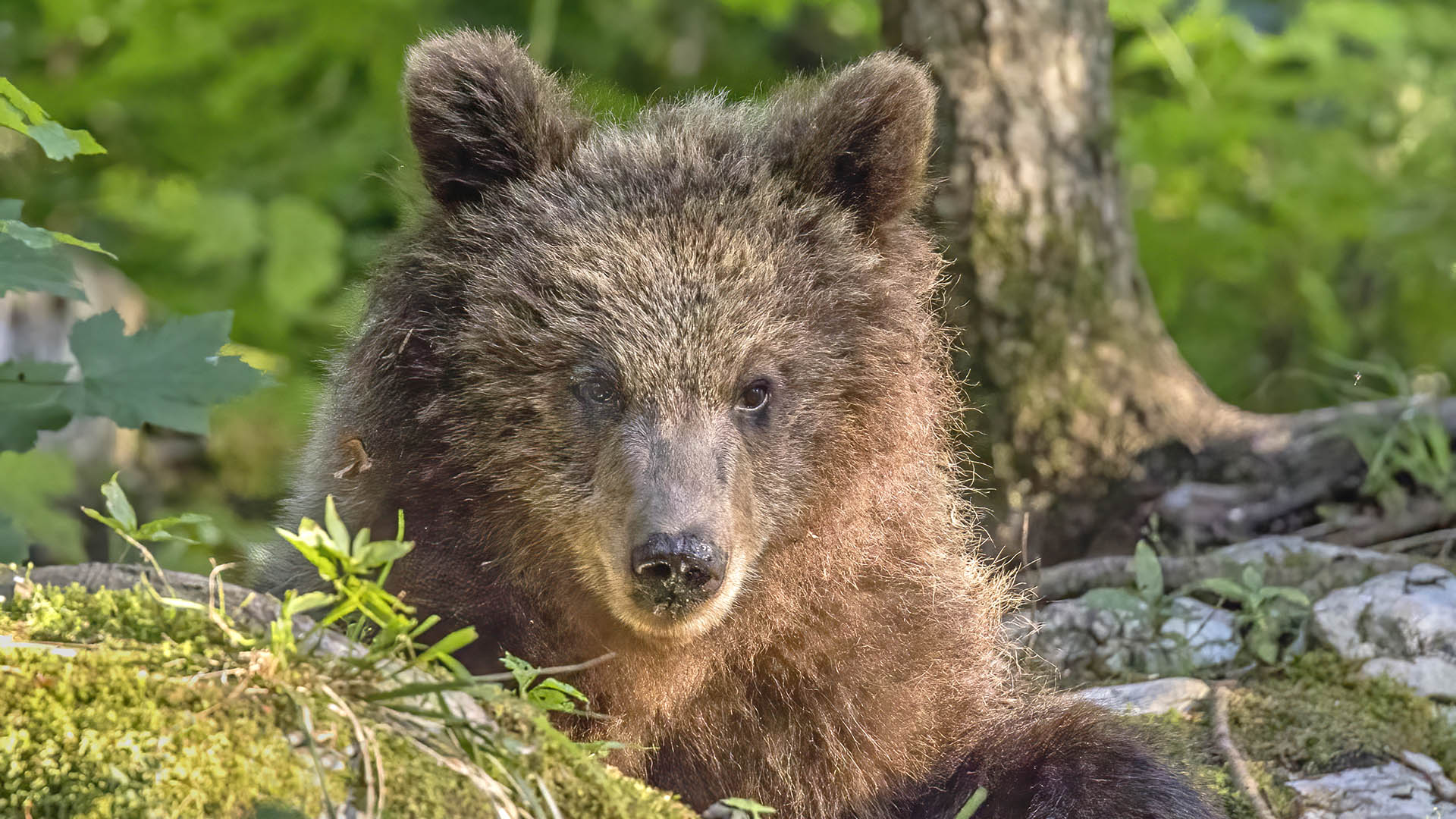 La popolazione slovena di orsi si attesta intorno ai 1.000 esemplari