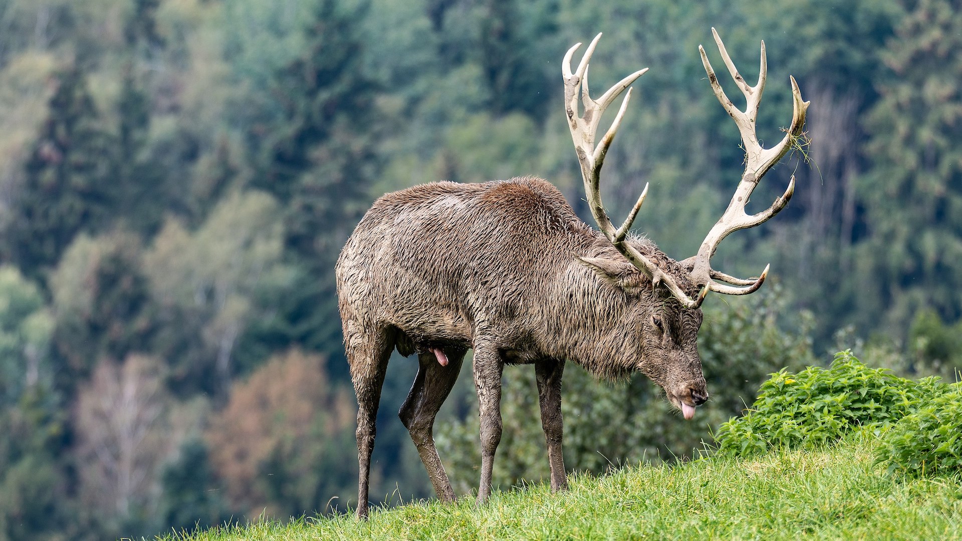 Il nuovo regolamento permetter una gestione del cervo maggiormente in linea con la presenza attuale della specie