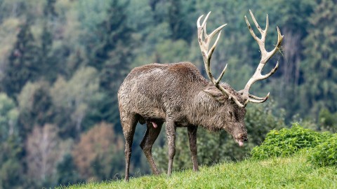 Emilia Romagna, nuove regole per la caccia agli ungulati