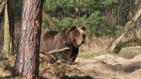 L'orsa JJ4 verr trasferita in Germania come sua madre e non  un caso