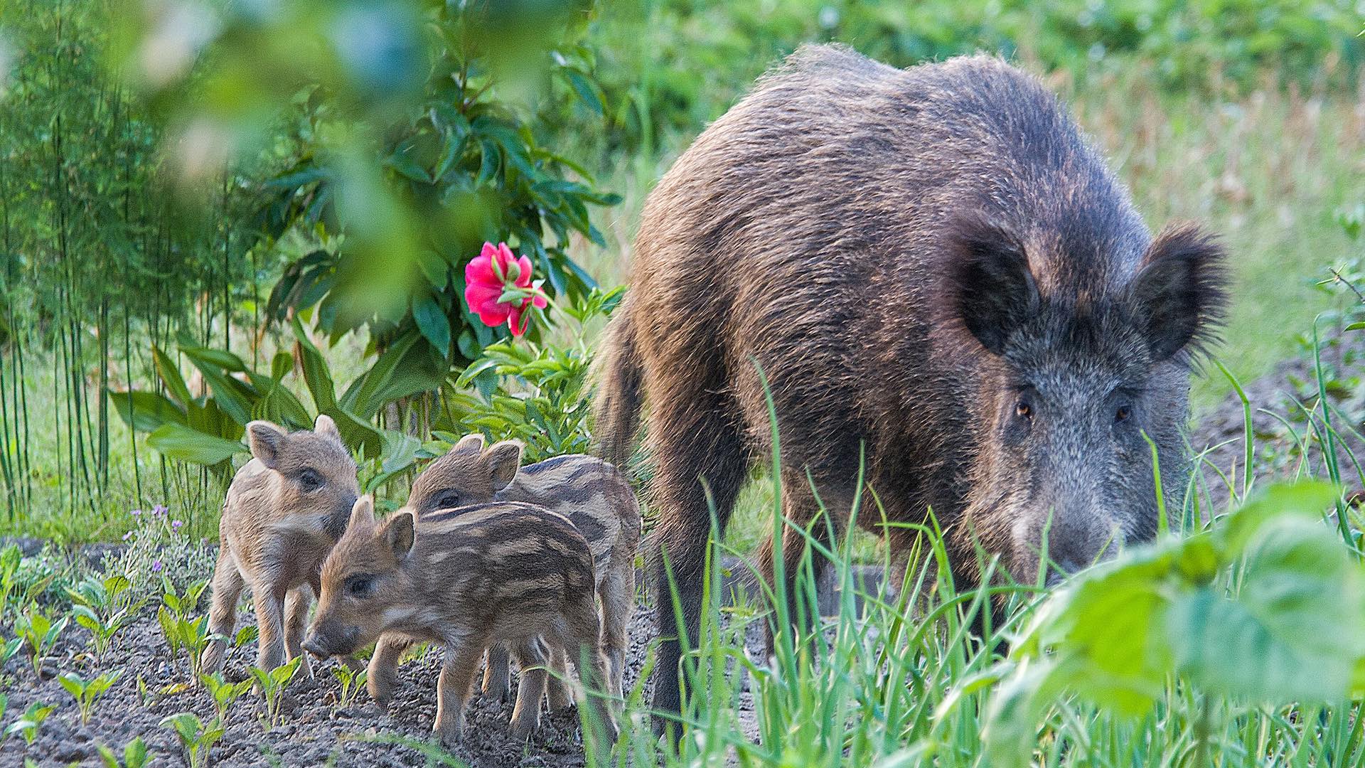 La fauna selvatica non sarebbe solo un problema del mondo agricolo