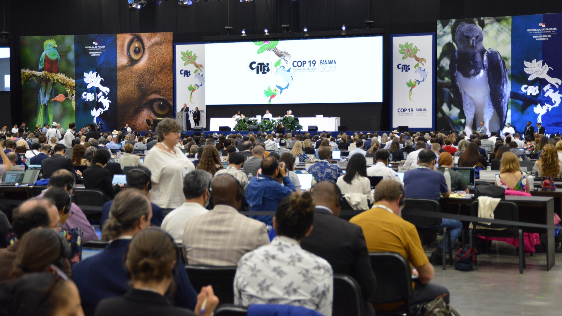  in svolgimento a Panama la Conferenza delle parti della Convenzione sul commercio internazionale delle specie di flora e fauna selvatiche minacciate di estinzione (CITES)