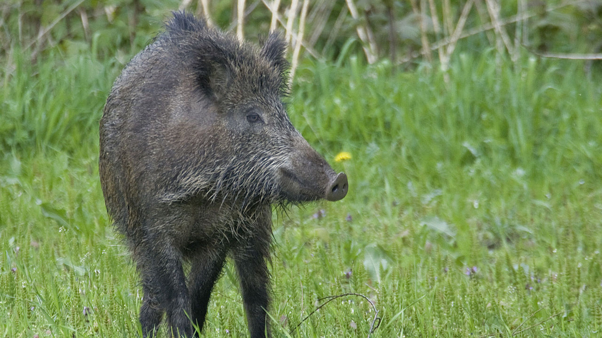 Per la caccia di selezione al cinghiale  previsto anche l'utilizzo dell'arco