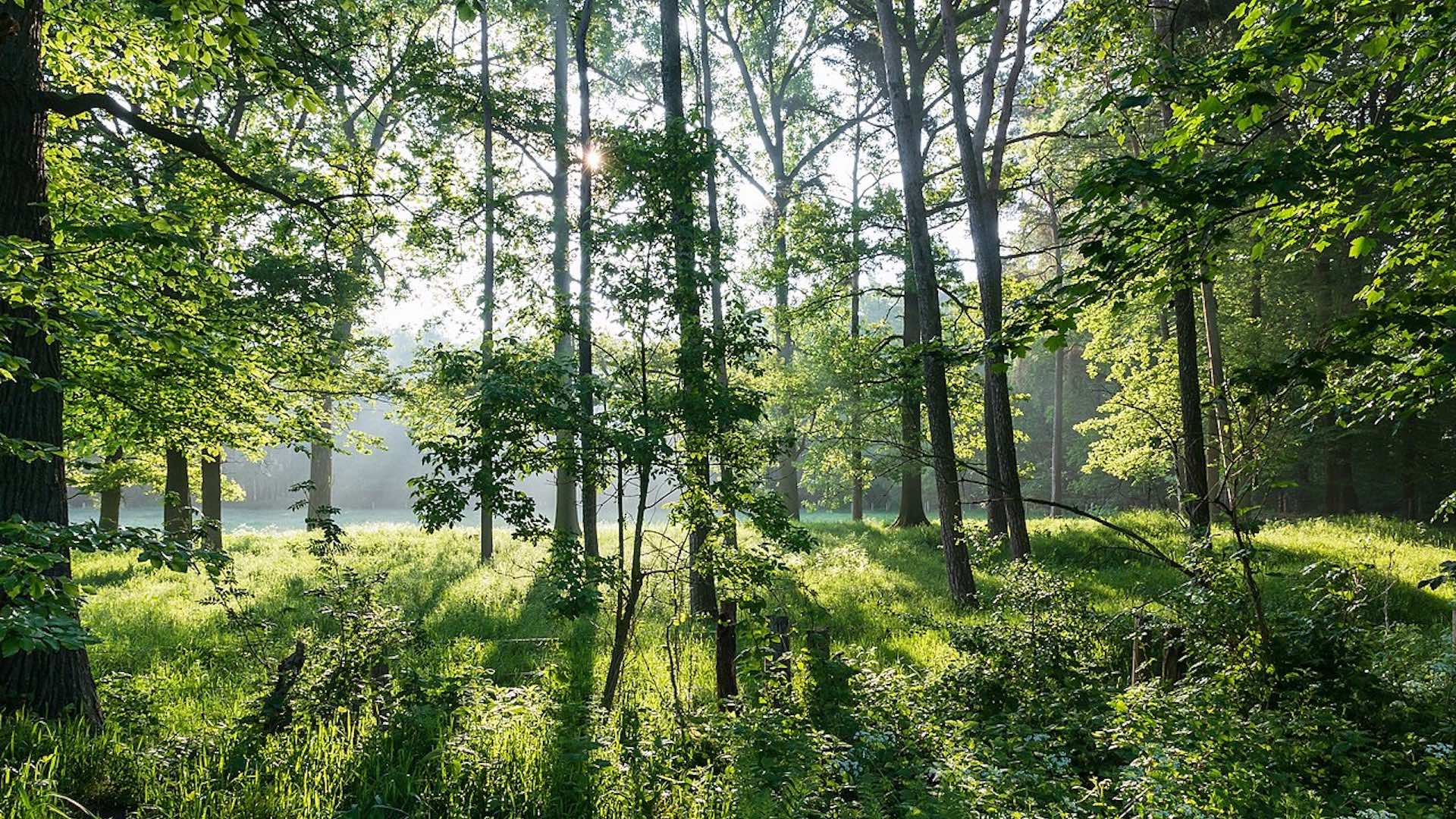 La legge obbliga gli Stati membri a ripristinare almeno il 20% delle aree naturali degradate entro il 2030