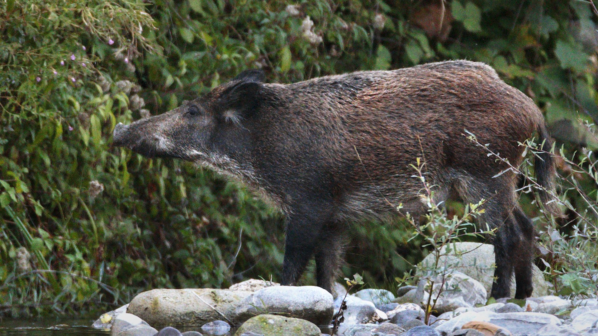 Gli animali sono stati abbattuti nel corso delle operazioni di depopolamento