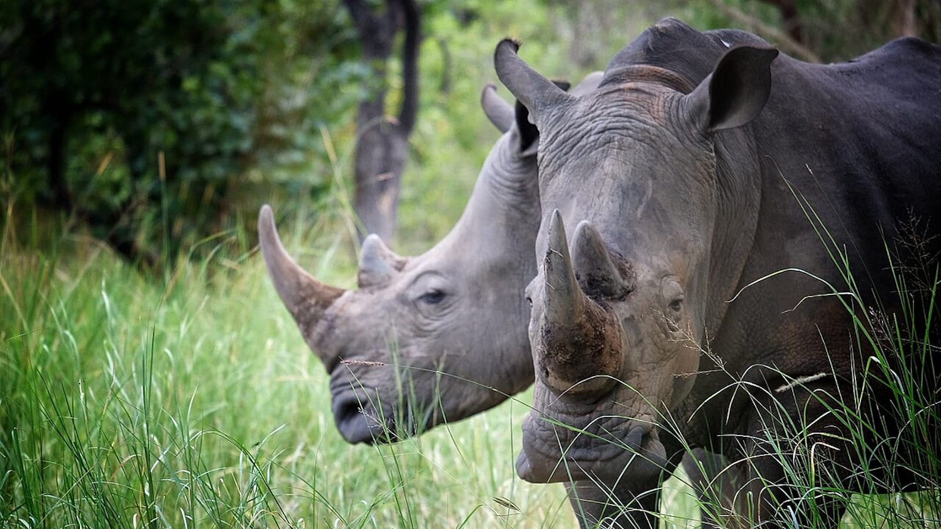 I rinoceronti sono tra le specie pi minacciate dal bracconaggio a livello mondiale