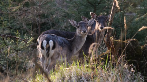 Il daino della discordia. Animalisti contro gli abbattimenti