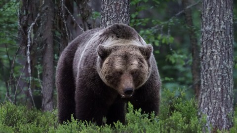 In Romania una ragazza  stata attaccata e uccisa da un orso
