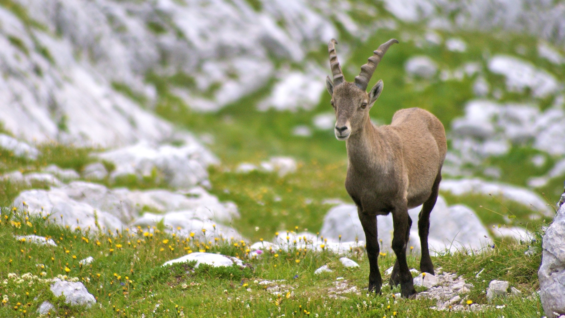 Sull'arco alpino sono stati censiti pi di 50.000 capi