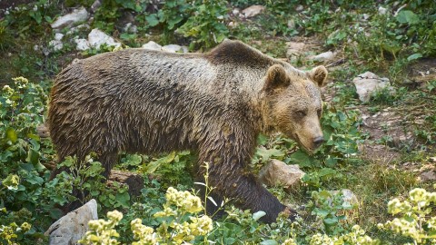 Ancora una volta un uomo  stato attaccato da un orso in Trentino