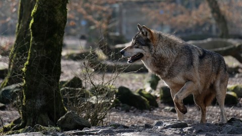 In svizzera si formano i cacciatori per abbattere i lupi