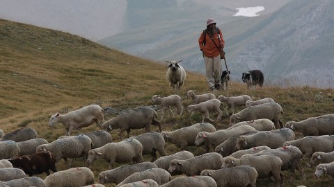 Una tavola rotonda su lupo e pastorizia