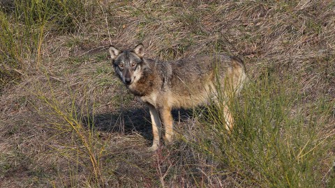 Lupo, Parlamento europeo: modificare status della specie