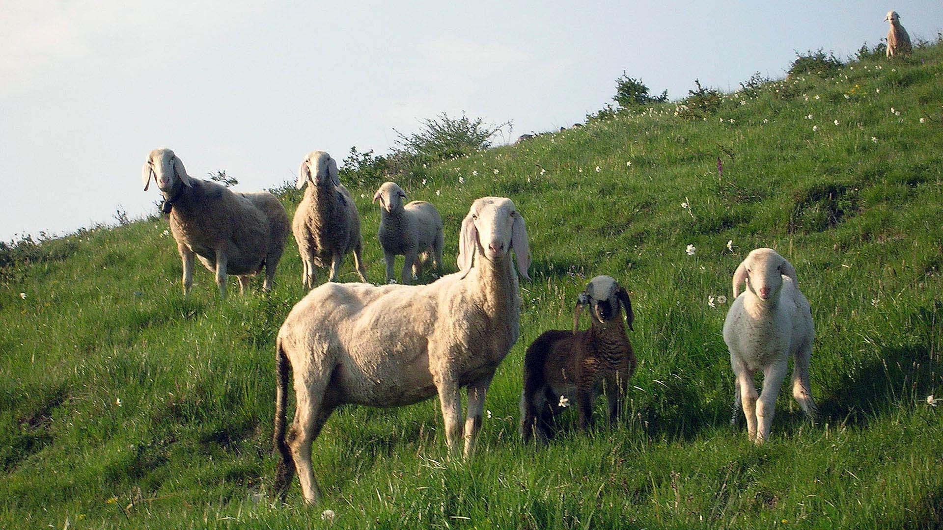 In Toscana si alleva in libero pascolo, con costi elevatissimi: si tratta di una caratteristica fondamentale della pastorizia, che va tutelata anche come presidio delle eccellenze gastronomiche della Regione