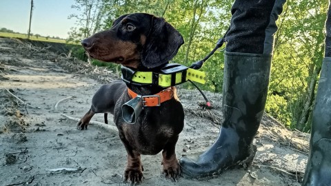 Cambiano le regole per i cani limieri