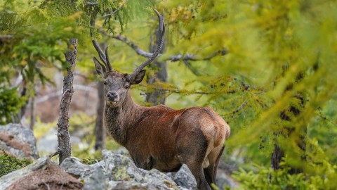 In Abruzzo si potr cacciare per la prima volta il cervo