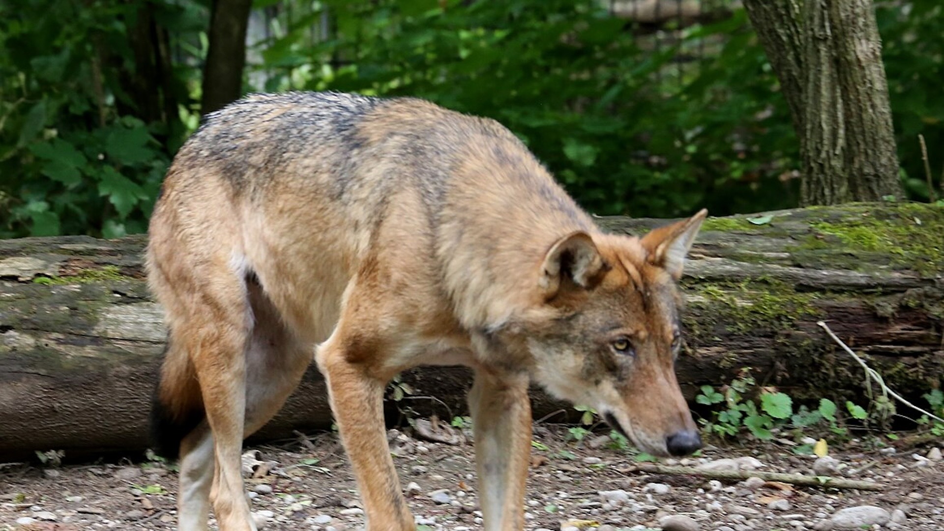 I due lupi sono responsabili di diverse predazioni ai danni di bestiame in alta Val Venosta