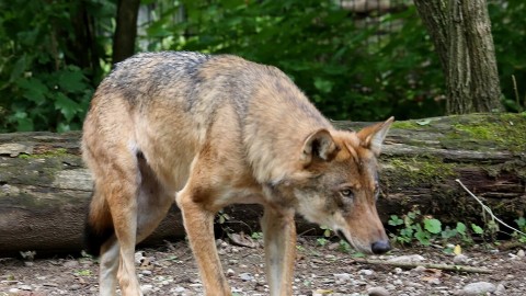 I giudici perseverano nel salvare orsi e lupi