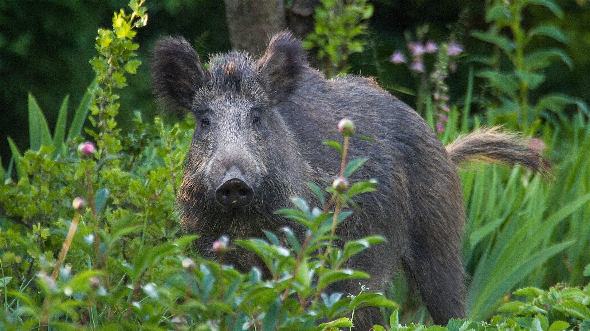 L'animale ha morso il piccolo ai genitali mentre si trovava su una spiaggia