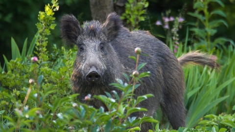 Bimbo finisce in ospedale dopo essere stato attaccato da un cinghiale