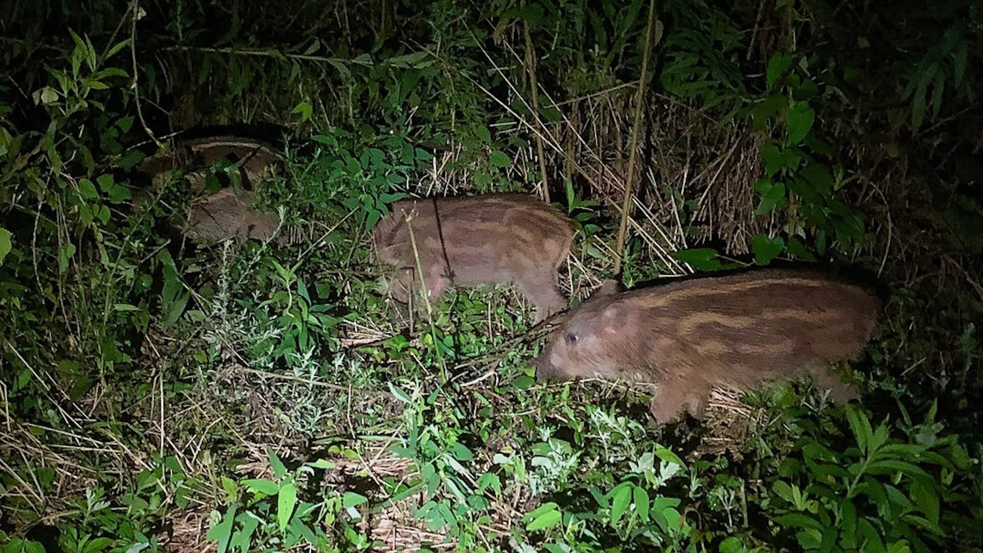 I bracconieri avrebbero sparato agli agenti scambiandoli per dei cinghiali