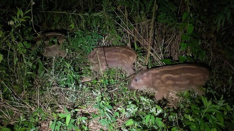 Toscana, bracconiere spara e ferisce agente della provinciale