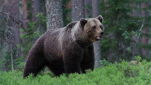 Oltre 150 orsi abbattuti in due giorni in Svezia