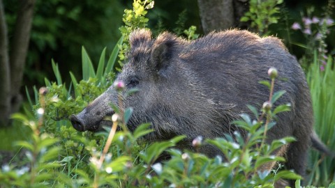 Bimbo morso da cinghiale, si corre ai ripari