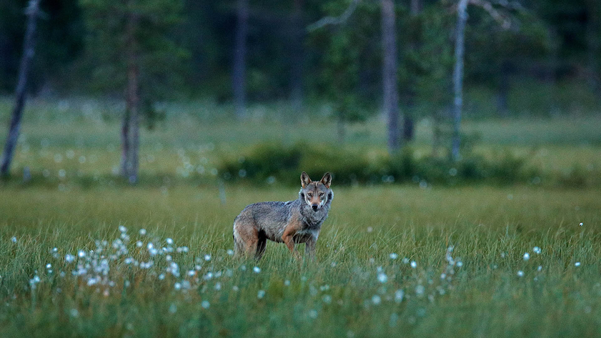 La Svizzera ha formalmente avanzato la richiesta di declassare il grande carnivoro da specie 