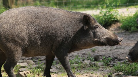 Psa, Confagricoltura: troppo pochi i cinghiali abbattuti