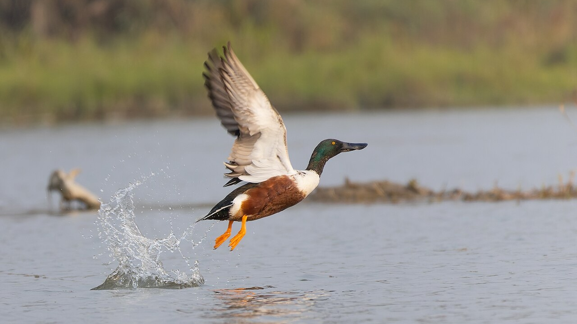 Il tar ha sospeso il prelievo di tutta l'avifauna ad eccezione di colombaccio e merlo