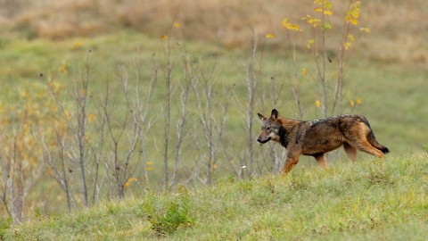 Un altro passo avanti per il declassamento del lupo