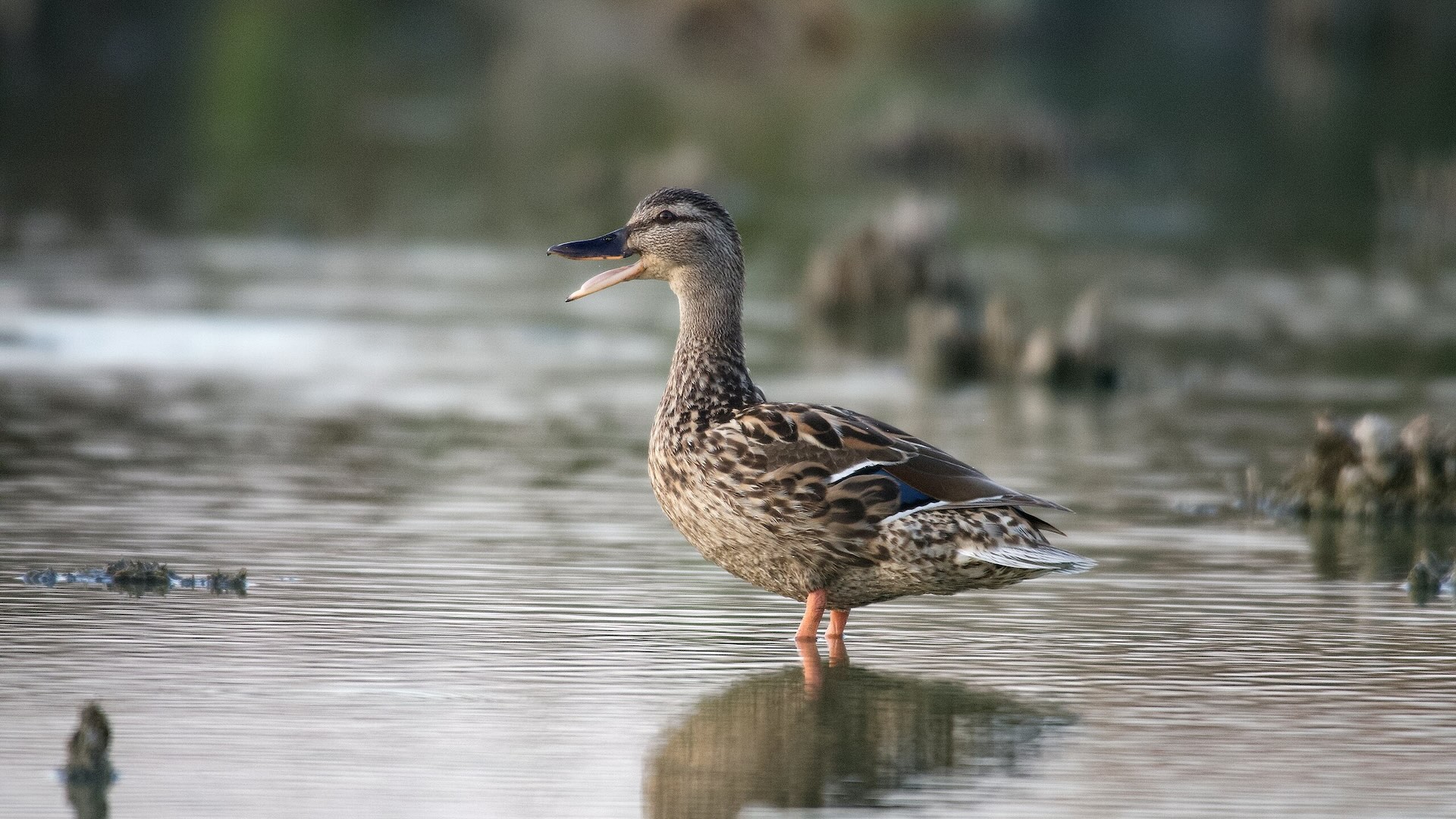 I giudici non sono entrati nel merito della sospensione relativa al prelievo dell'avifauna