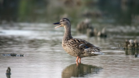 Il Tar della Lombardia riconosce la piena legittimità del calendario