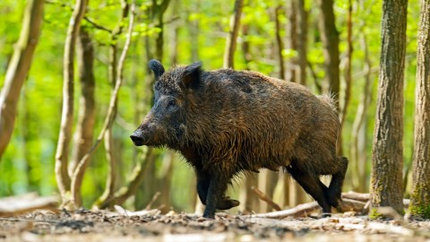 Peste suina, in Svezia sconfitto il virus in appena un anno