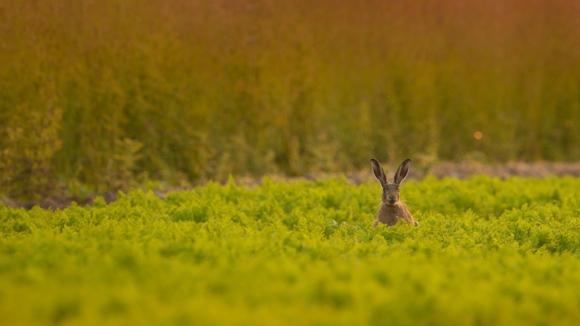 Le popolazioni di piccola selvaggina sono maggiormente legate alla gestione degli ambienti agrari