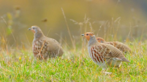 Progetto Partridge: la ricetta per fermare la perdita di biodiversit