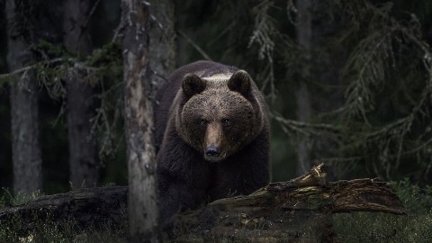 Trentino, orsi: altra aggressione e altro abbattimento